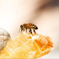 Honey bee on honey comb