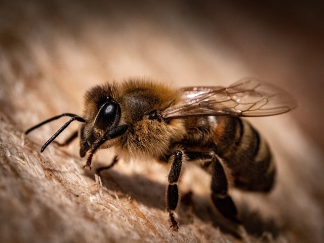 https://www.vikingrmead.com/wp-content/uploads/2023/04/bee-640x480.jpg