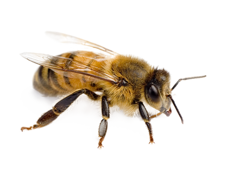 https://www.vikingrmead.com/wp-content/uploads/2023/04/bee-png-29267.png