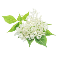 Elderflowers for mead