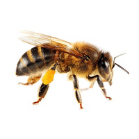 bee for honey mead